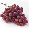 Red globel grapes